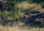 Aziatische steenpatrijs (juvenielen)(Chukar) (Alectoris chukar) - Ongiin Khiid 18-08-2016 (2)
